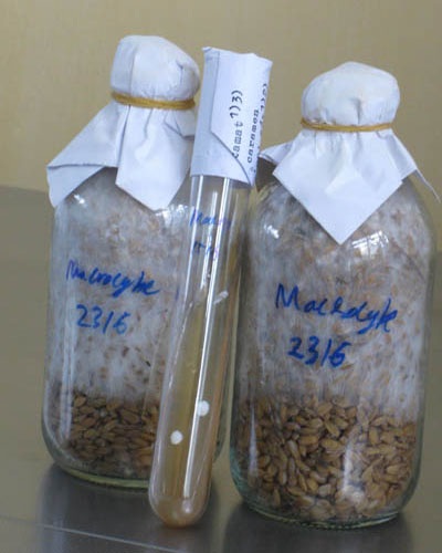 Nhân giống thành công loài nấm lớn nhất thế giới   - 2