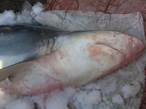 Thâm nhập đường dây buôn cá mập từ Quy Nhơn  - 1