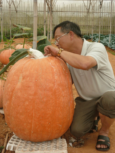 Đà Lạt: Quả bí ngô khổng lồ 80kg - 1 Đà Lạt: Quả bí ngô khổng lồ 80kg - 1