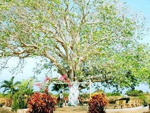 Cứu cây xoài 300 tuổi đang bị “bức tử”  - 1