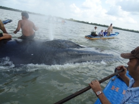 Cứu hộ thành công cá voi nặng hơn 30 tấn - 2