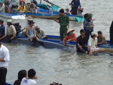 Cứu hộ thành công cá voi nặng hơn 30 tấn - 1