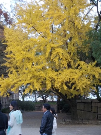 Một thoáng Osaka những ngày cuối thu