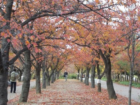 Một thoáng Osaka những ngày cuối thu