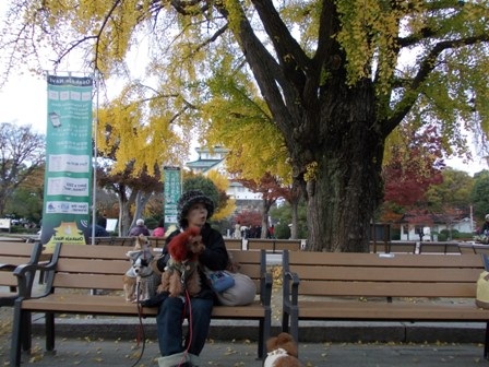 Một thoáng Osaka những ngày cuối thu