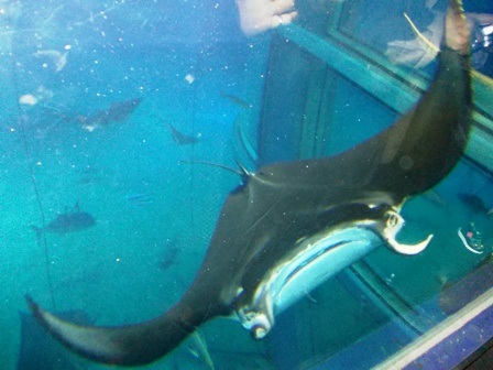 Một thoáng Nhật Bản những ngày cuối thu, đầu đông