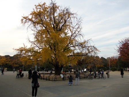 Một thoáng Osaka những ngày cuối thu