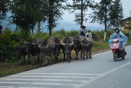  Tin và ảnh: Phạm Ngọc Triển