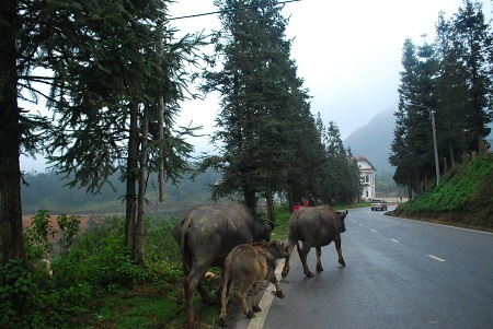  Tin và ảnh: Phạm Ngọc Triển
