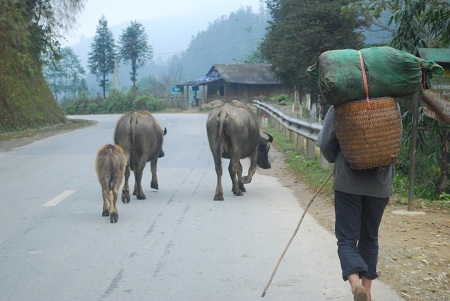  Tin và ảnh: Phạm Ngọc Triển