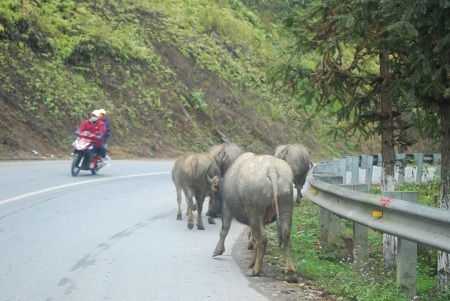  Tin và ảnh: Phạm Ngọc Triển