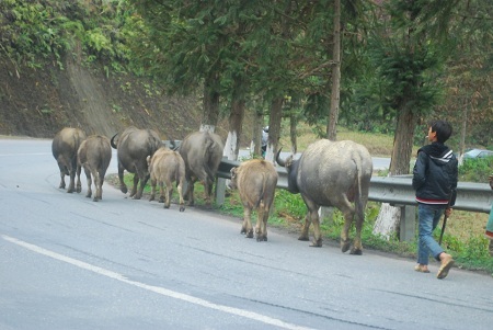  Tin và ảnh: Phạm Ngọc Triển