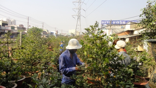 Cắt giảm nhân công vì mai mất mùa