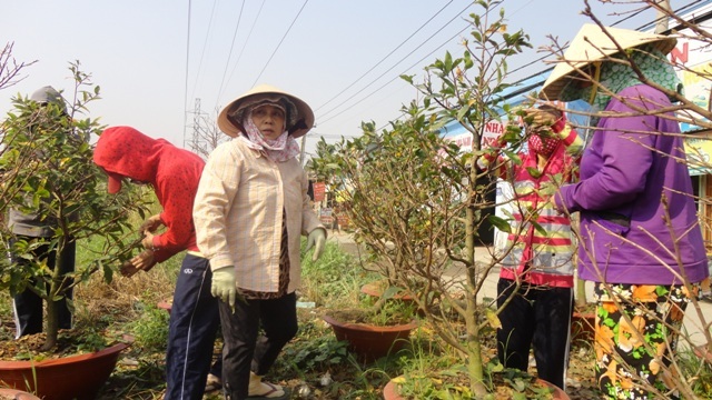 Vườn mai của cô Lưu Thị Tiền chủ yếu nhờ con cháu “xuống lá” hộ