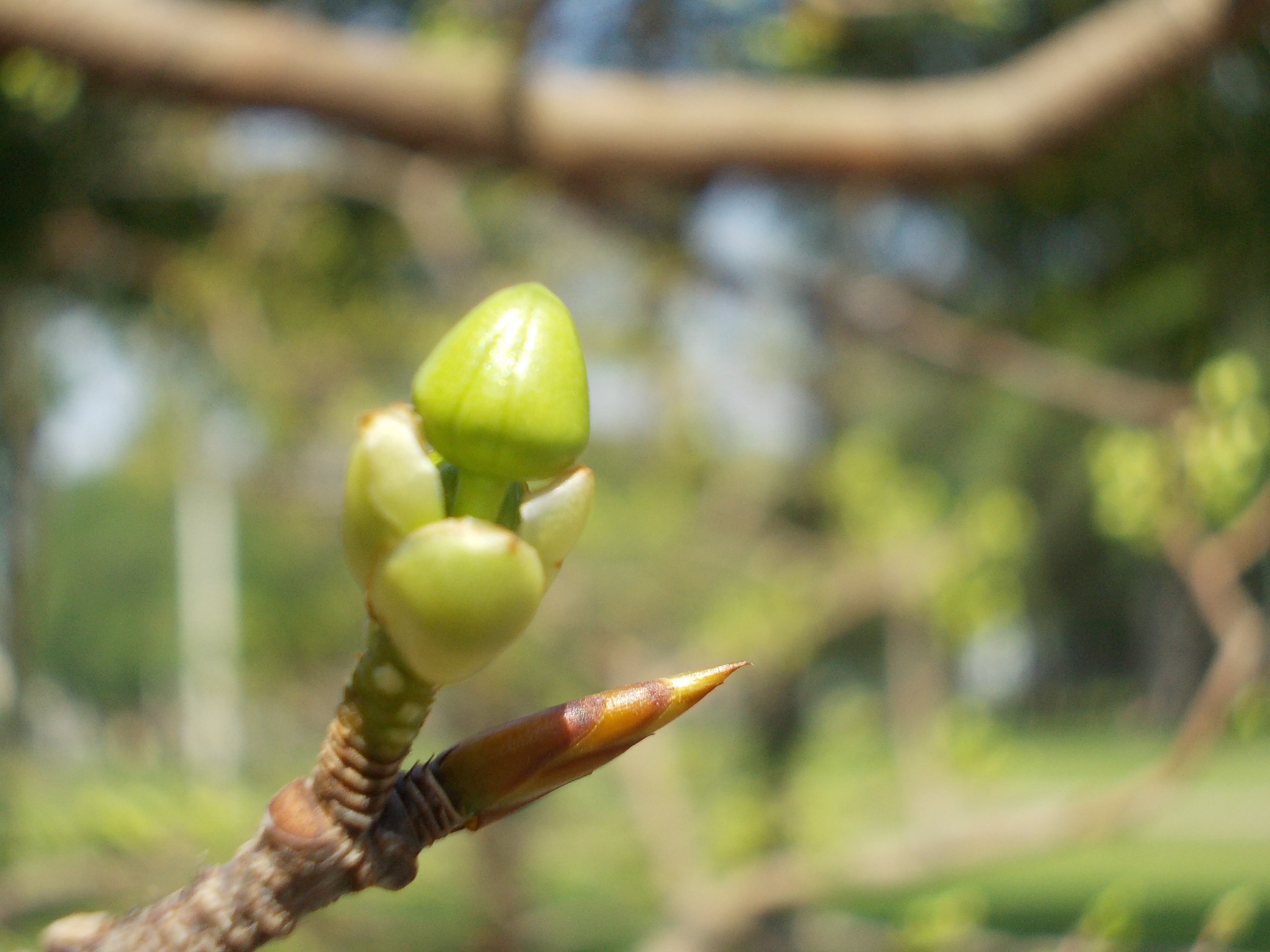 Sau khi lặt lá khoảng 1 tuần, từ trong vỏ trấu những nụ hoa xanh mướt nhô lên