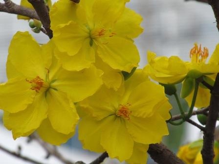 Mai ghép từ 9 - 12 cánh