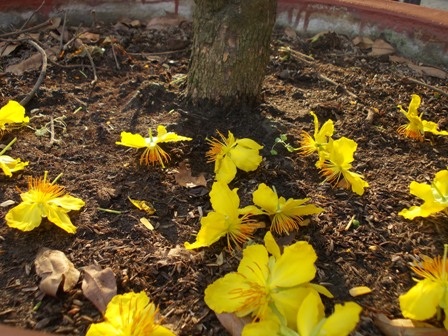 Sau 1-2 ngày khoe sắc, mai vàng trở về với đất mẹ, kết thúc nhiệm vụ góp Xuân