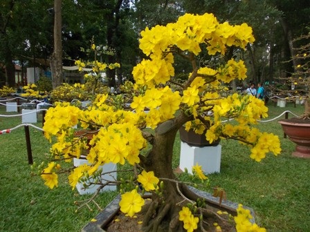 Cuồng sĩ Cao Bá Quát nổi tiếng đã dành những mỹ từ bày tỏ sự trân trọng đối với hoa mai: “