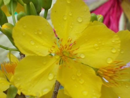 Mai vàng 5 cánh nguyên thủy