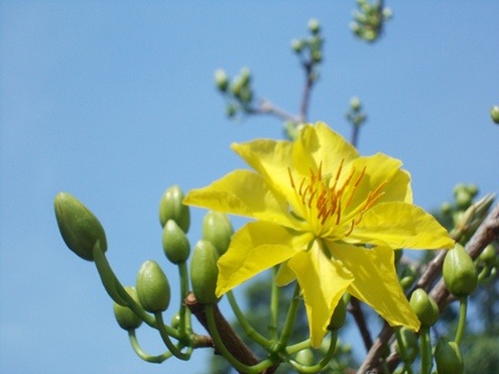 Mai ghép từ 9 - 12 cánh