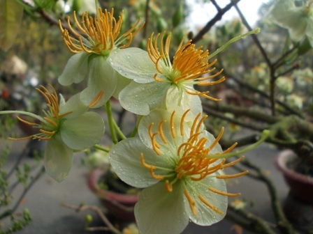 Ngoài mai vàng còn có bạch mai