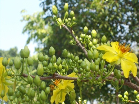 Cành và hoa đều vươn thẳng như khí tiết của người anh hùng