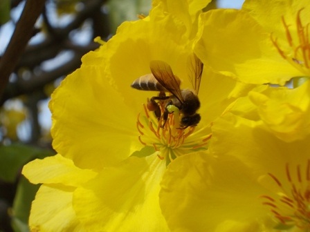 Ong bướm vo ve, vo ve hút mật