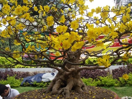 Cuộc đời của nàng mai