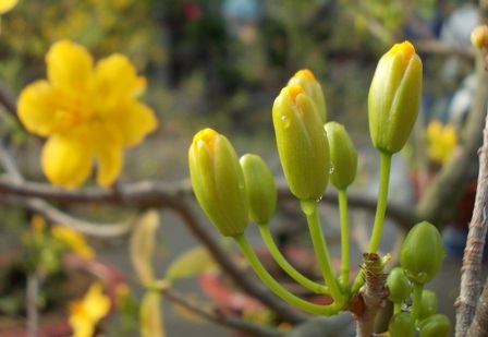 Tiếp theo đó 2 ngày, cánh mai vàng bắt đầu lé lên