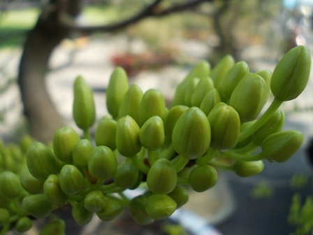 Riêng giống mai giảo Thủ Đức hoặc mai giảo quận 12, TPHCM từ 1 nụ trấu có thể cho đến chục nụ