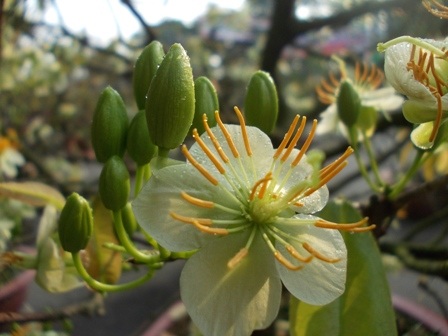 Ngoài mai vàng còn có bạch mai