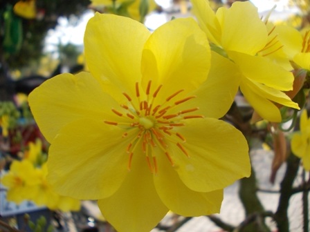 Ôi, xinh quá cô gái xuân thì