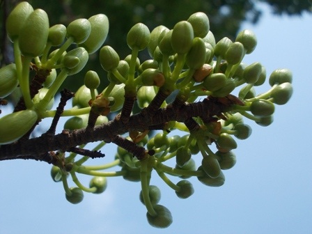 Riêng giống mai giảo Thủ Đức hoặc mai giảo quận 12, TPHCM từ 1 nụ trấu có thể cho đến chục nụ 