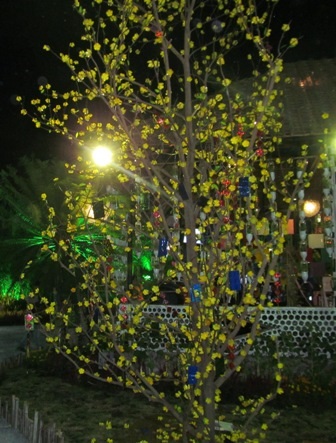 Nếu hoa đào là phần cổ chai thì đáy chai là những cánh mai vàng