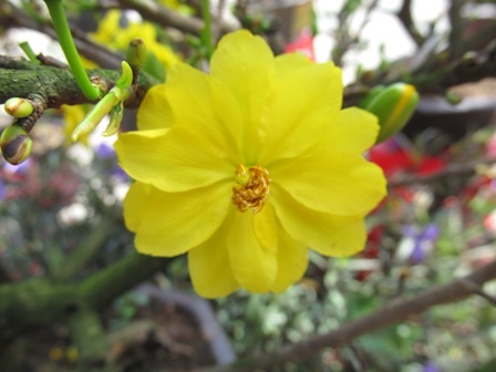 Mai Huỳnh Tỷ (24 cánh)