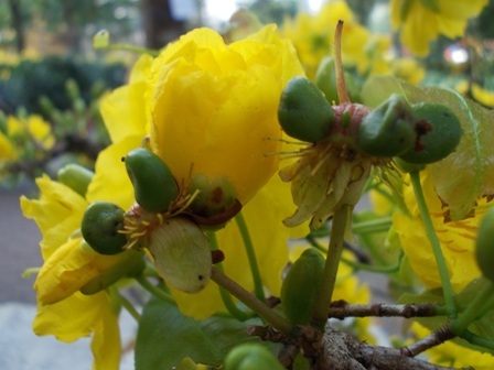 Những bông hoa khỏe, kết thành hạt. Từ những hạt này, những cây mai con con sẽ lại sinh sôi