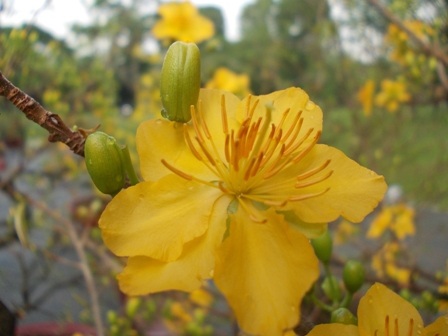 Mai màu vàng nghệ, cánh dợn sóng