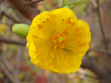 Cũng có giống hoa nở từ từ tròn đều