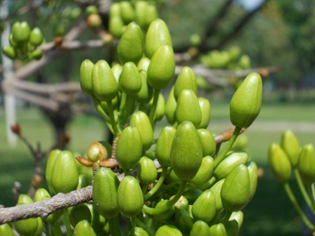 Nụ lớn dần, lớn dần