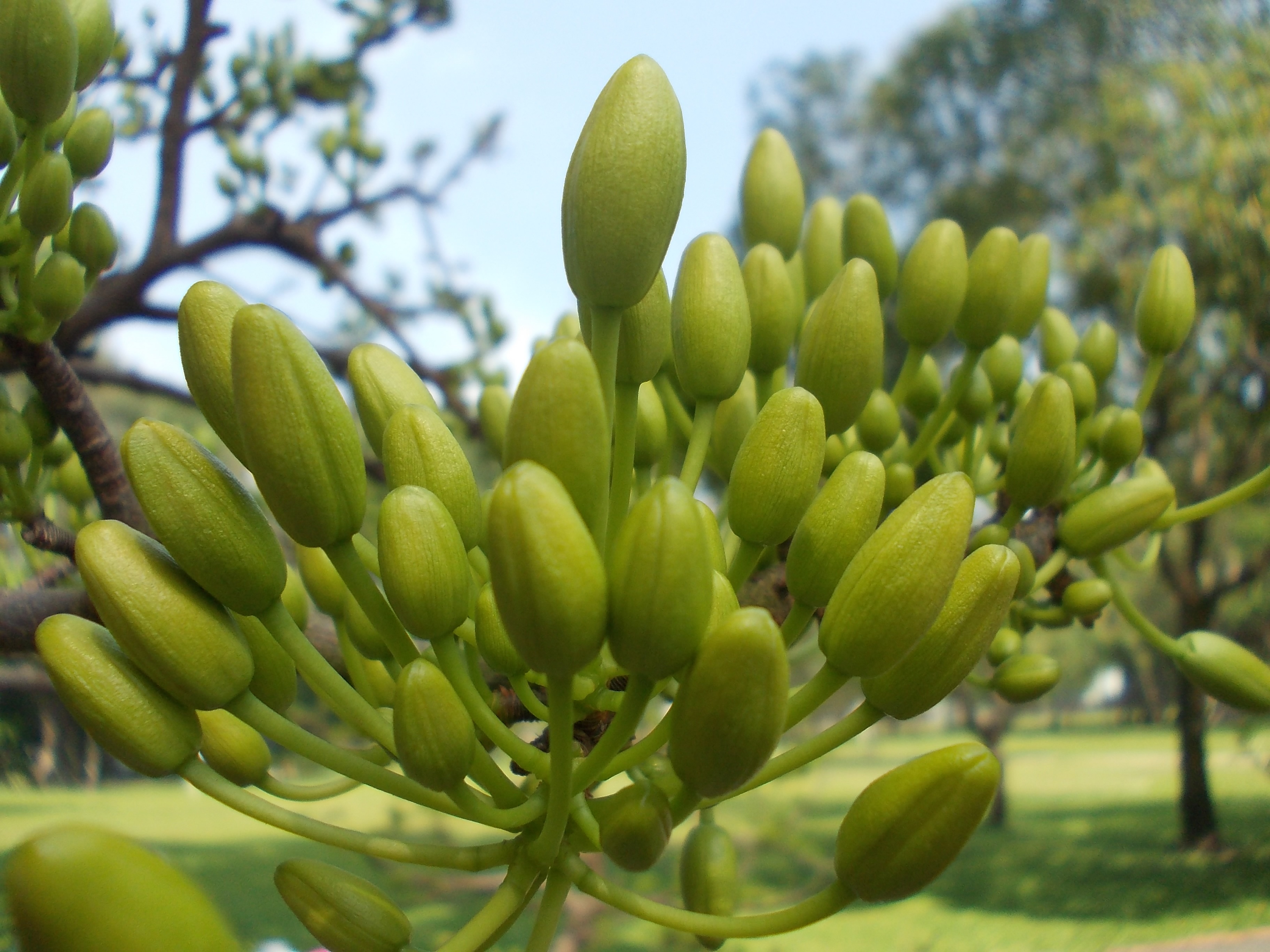 Trong vòng 8-10 ngày từ khi nở khỏi vỏ trấu, các nụ đã chín mùi