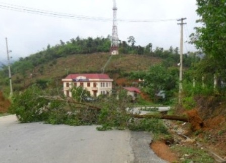 Cây cối ngã đổ đầy đường