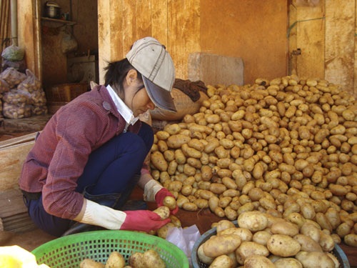 Lựa khoai theo kích cỡ