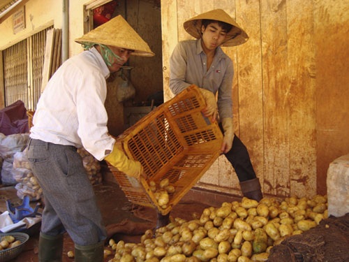 Hàng khoai tây Trung Quốc trước khi được “làm áo”