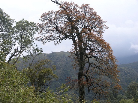 Lào Cai: Đã khống chế được đám cháy rừng quốc gia Hoàng Liên