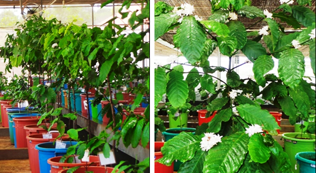 Mô hình mới tại Tây Nguyên: Trồng cà phê từ… lá - 13 Chỉ cần 1-1,5 năm là ra lứa quả đầu tiên.