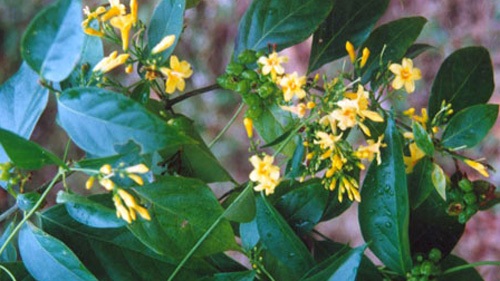 Chỉ cần 3 lá ngón có thể giết chết 1 mạng người