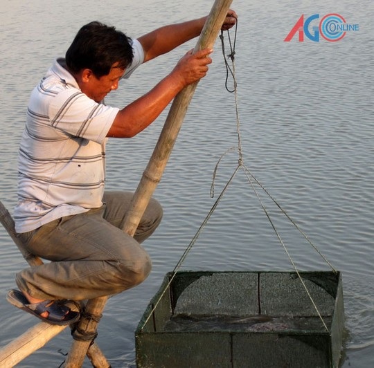 Anh Phan Hồng Phúc kiểm tra giống cá chình