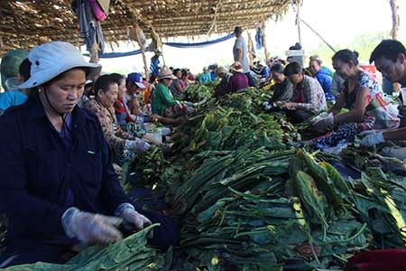 Nhộn nhịp xóm thuốc lào Sài Gòn - 1 Các nhân công đang khẩn trương thu hoạch lá thuốc cho kịp mùa vụ rồi về quê ăn tết của người Khơme. Ảnh: HOÀNG LAN
