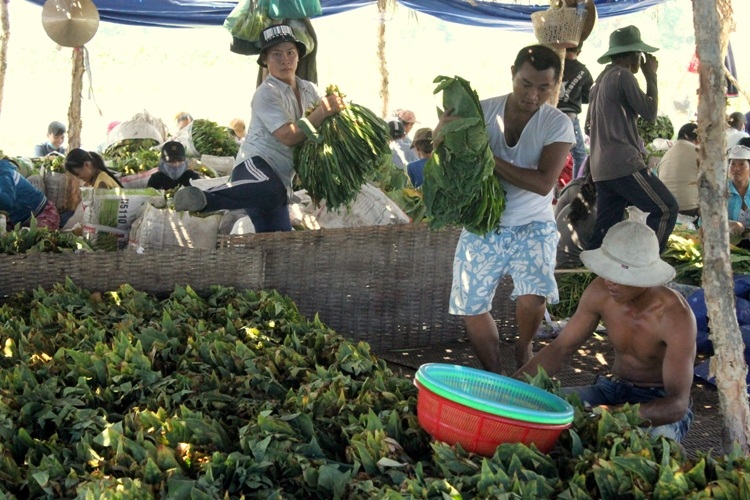Nhộn nhịp xóm thuốc lào Sài Gòn - 8 Lá thuốc sao khi rọc xong được tập trung lại một khu vực, ủ trong một ngày trước khi tiến hành xắt.
