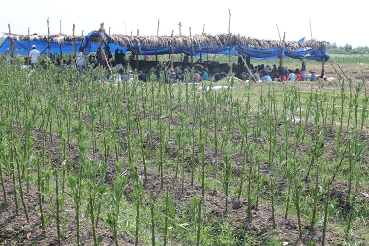 Nhộn nhịp xóm thuốc lào Sài Gòn - 3 Vườn thuốc lào.